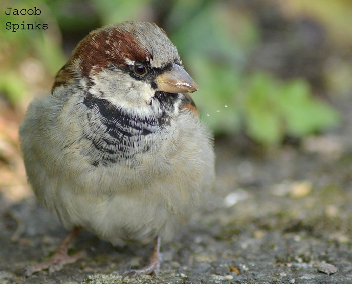 Sparrow by Jacob Spinks