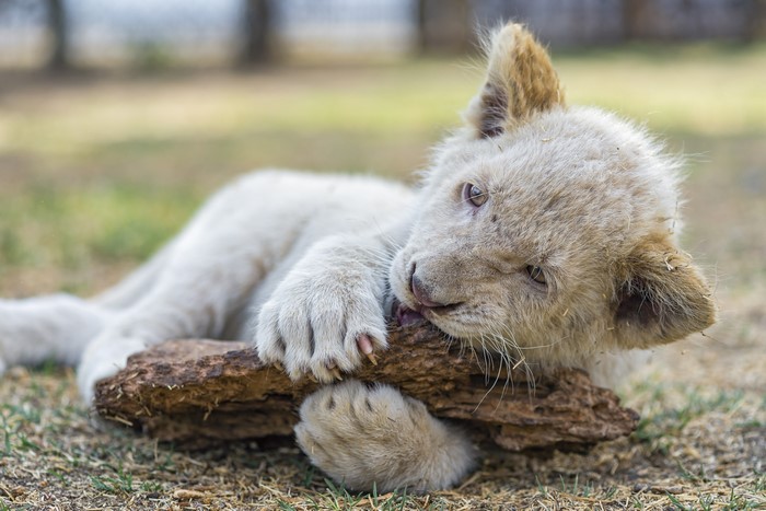 White Lion Cub Chewing on a Log
