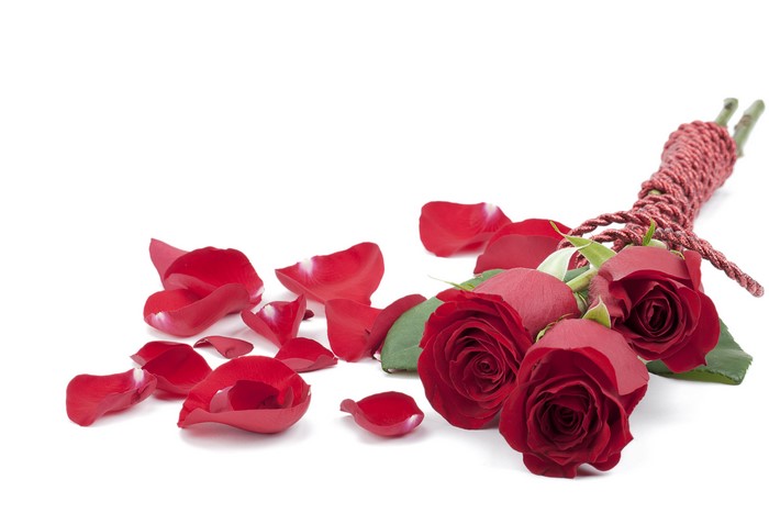 Red Roses and Petals