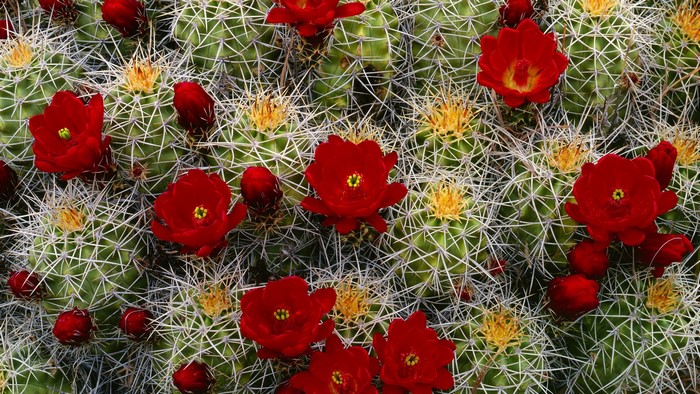Red Cactus Flowers Blooming