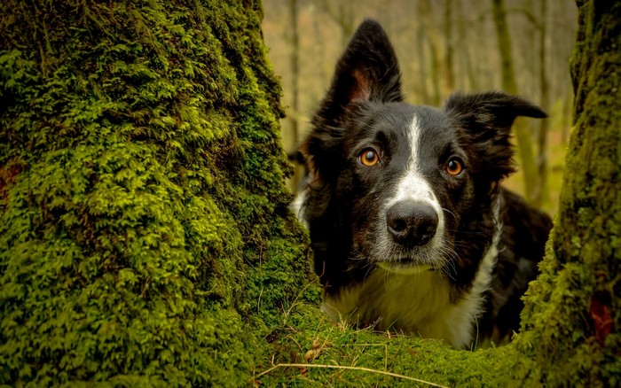 Border Collie peeking from behind mossy trees