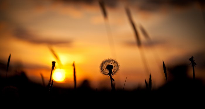 Dandelion silhouette at sunset