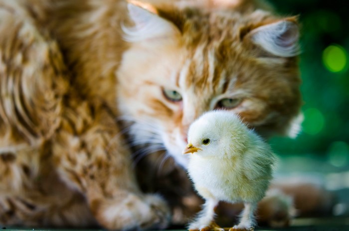 Ginger cat and a chick outdoors