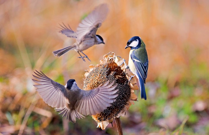 Three birds on a sunflower