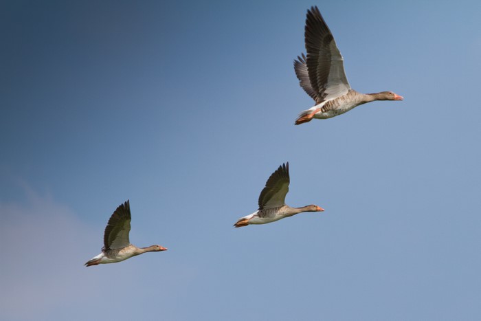 Three Geese in Flight