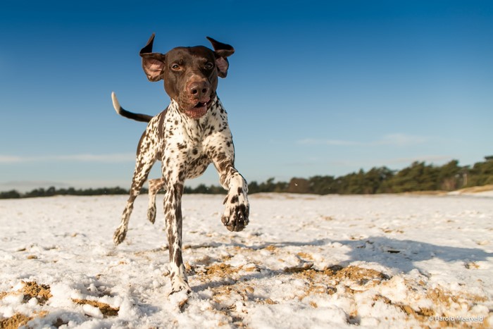 German Shorthaired Pointer running in snow