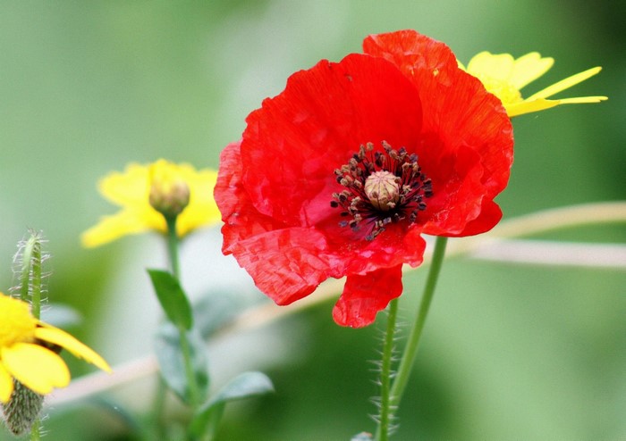 Red Poppy and Yellow Flowers Closeup