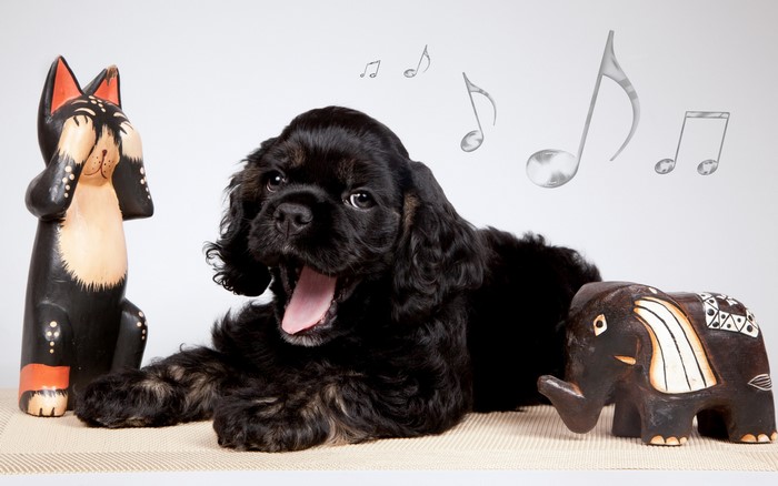 Black Cocker Spaniel puppy yawning with wooden toys