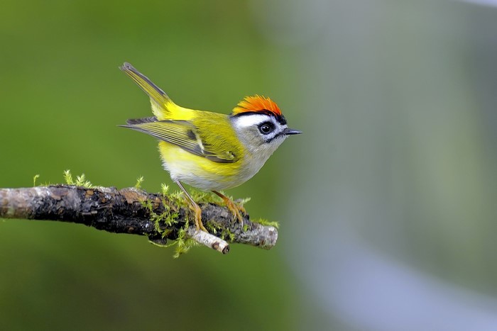 Goldcrest bird perched on a mossy branch