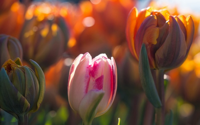 Close-up of Tulips in soft sunlight