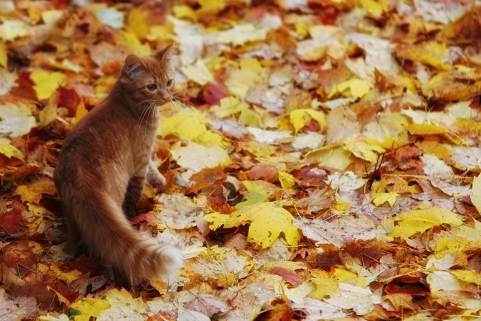 Orange cat sitting in autumn foliage