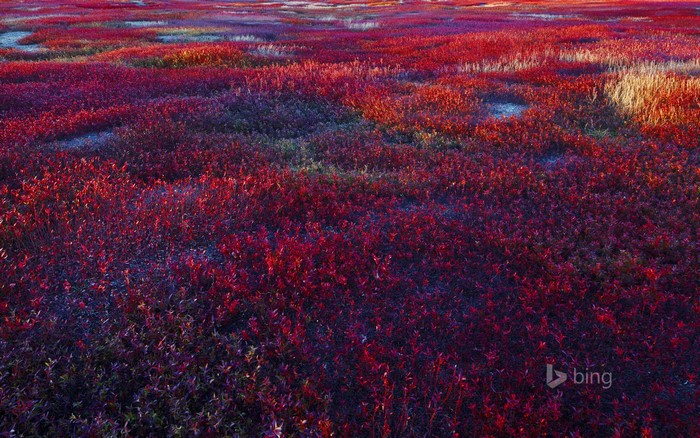 Red and purple blueberry fields in Maine, USA