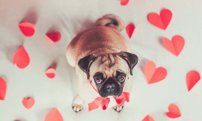 Pug with red bow surrounded by paper hearts