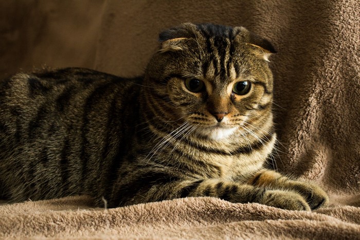 Tabby Scottish Fold Cat with Striped Fur
