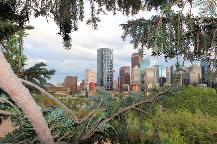Calgary Alberta skyline viewed through pine branches
