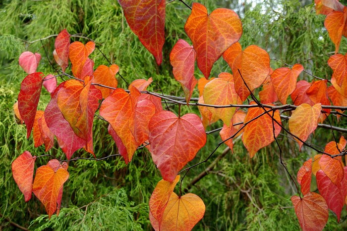 Autumn leaves on branches with green foliage