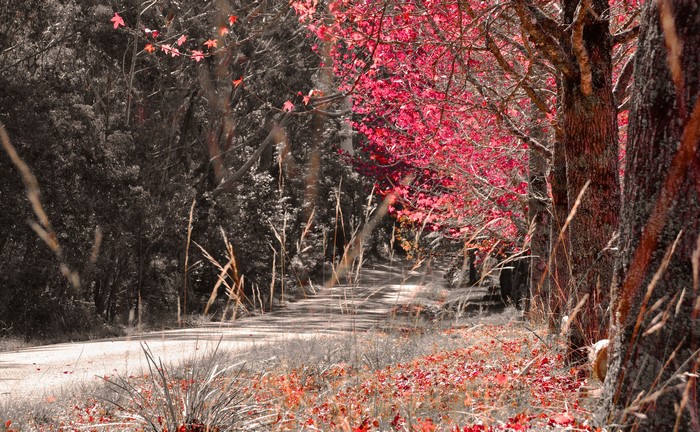 Autumn forest road with red leaves