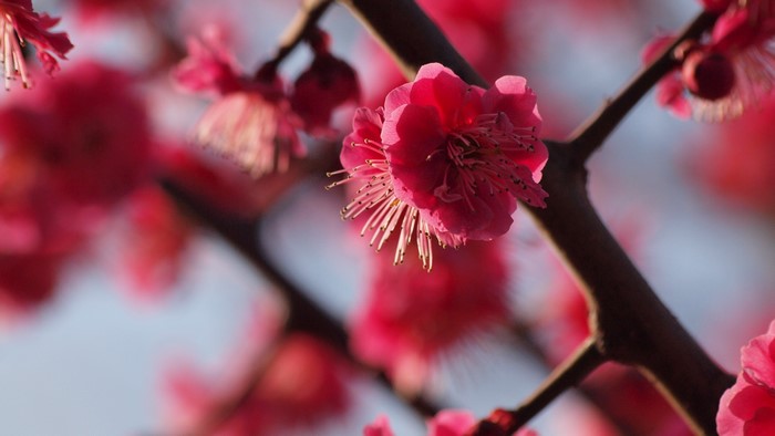 Red plum blossoms on branches