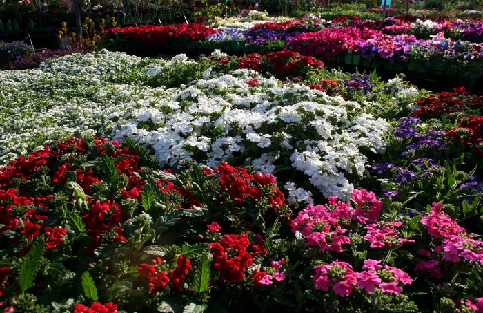 Verbena flowers in a garden center