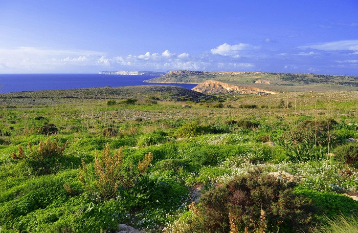Green landscape with sea and cliffs in Malta