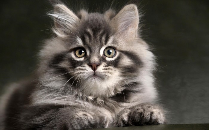 Adorable Fluffy Kitten with Intense Glance