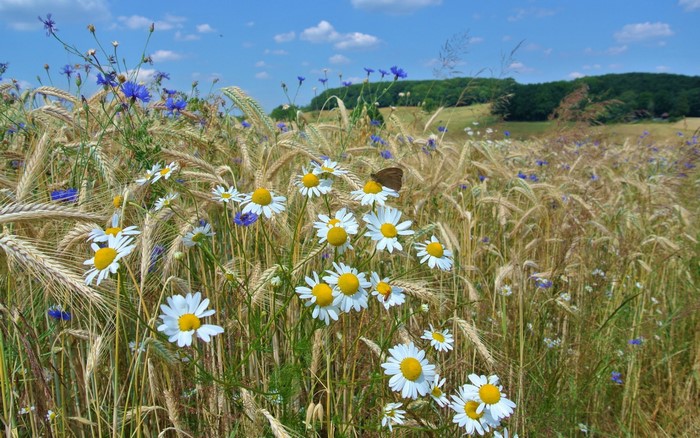 Field of wheat with daisies and cornflowers under a blue sky