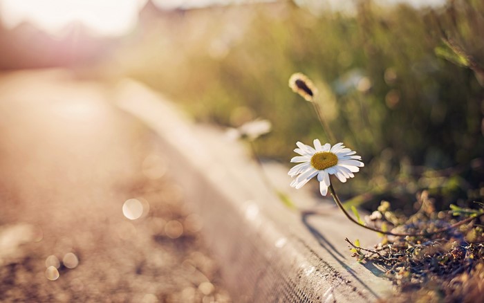 Daisy flower by the roadside