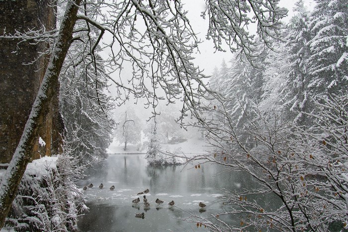 Ducks on an icy pond surrounded by snow-covered trees