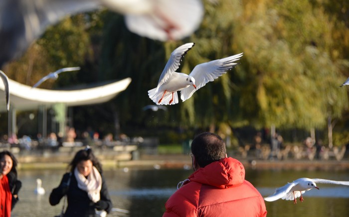 Seagulls flying over a park lake in London