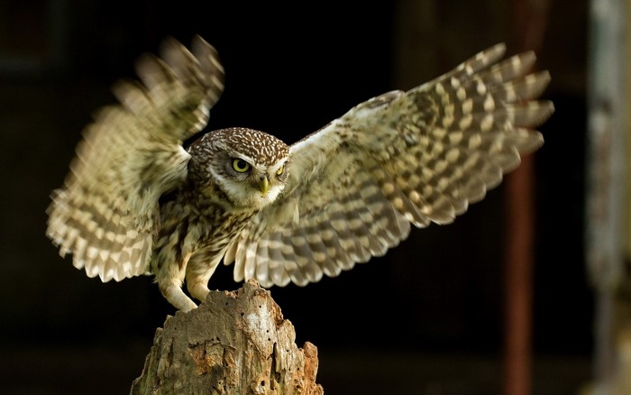 Little owl with wings spread on a tree stump
