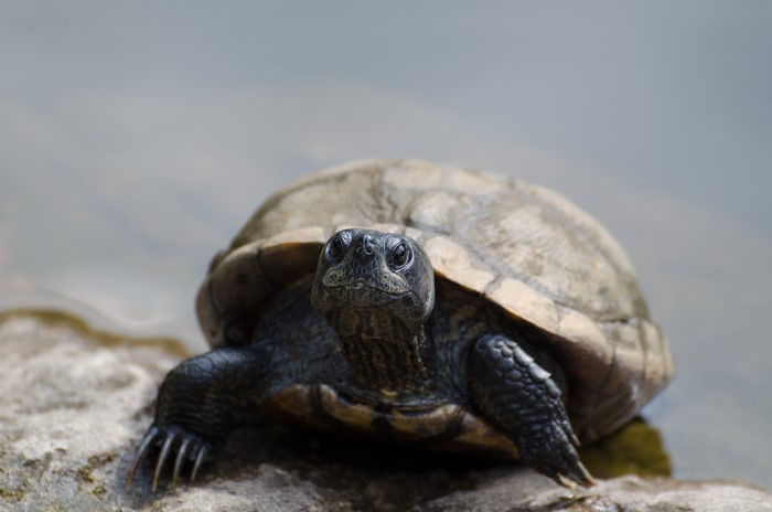 Turtle on a rock near water