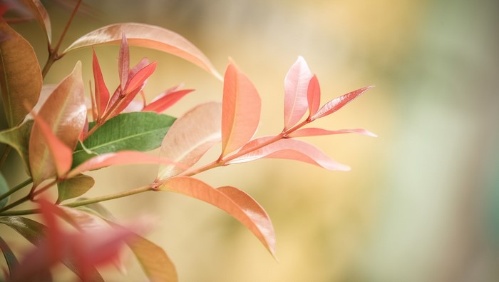 Red and green leaves on branches