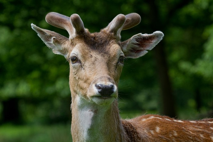 Close-up of a young deer with small antlers