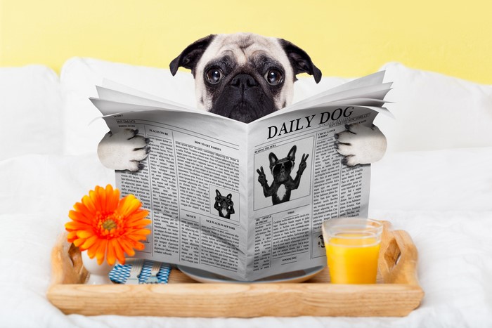 Pug reading 'Daily Dog' newspaper with juice and flower