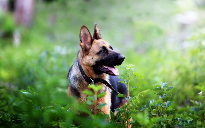 German Shepherd dog in green foliage