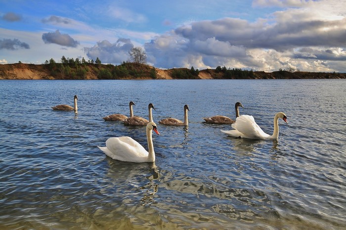 Swans swimming in a lake with sandy banks