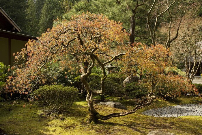 Portland Japanese Gardens with a Twisted Maple Tree