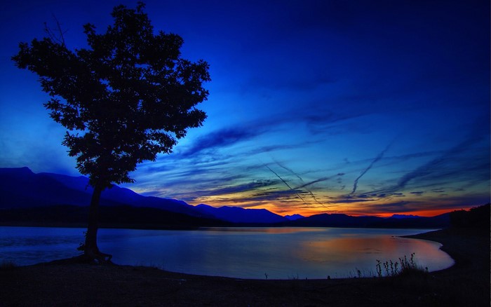 Silhouette of a tree by a lake at dusk