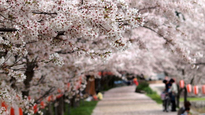4K Flowering Sakura Branches