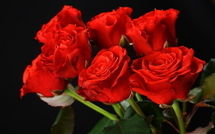 Bouquet of red roses on a black background