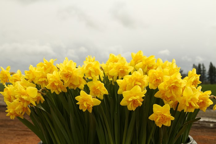 A large bouquet of yellow daffodils