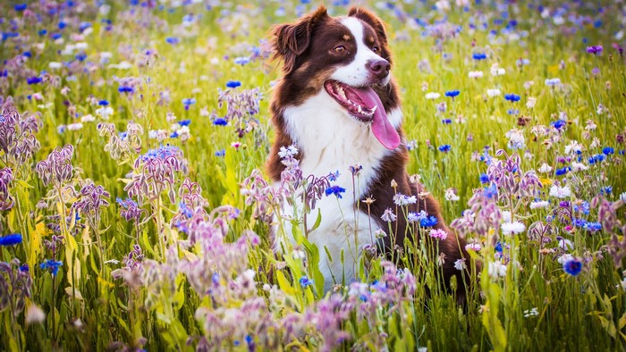 Australian Shepherd Dog in a Field of Flowers