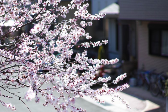 Flowering Tree Branches with House in Background