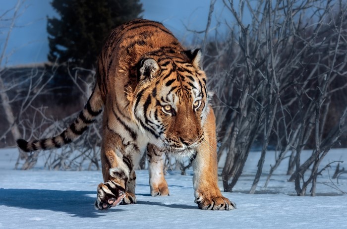 Tiger walking in the snow