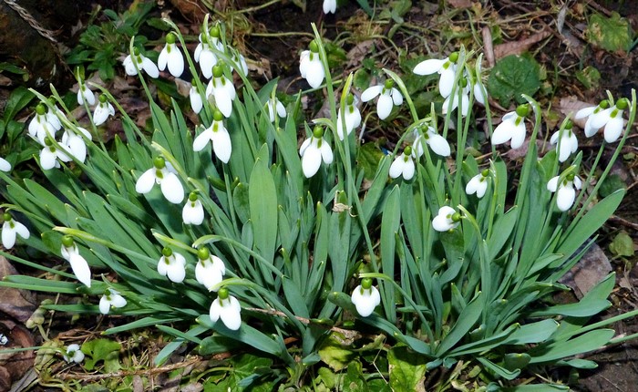 A cluster of white snowdrop flowers with green centers