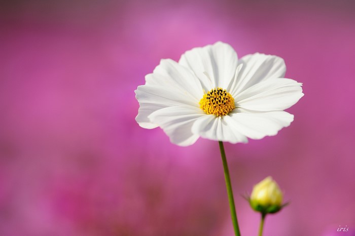 White Cosmos flower with yellow center and bud