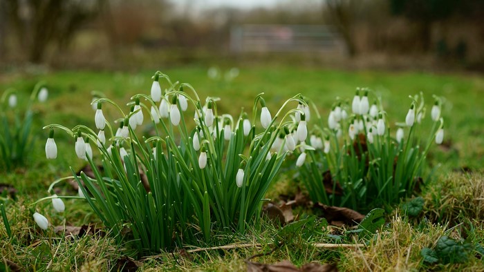 4K Snowdrops in Grass