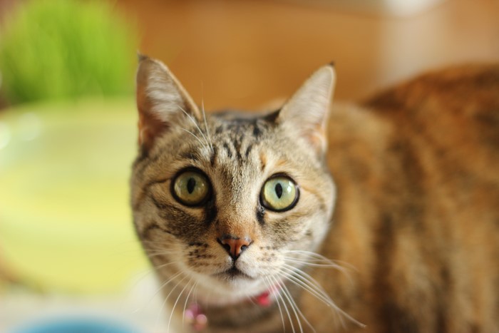 Cat with green eyes