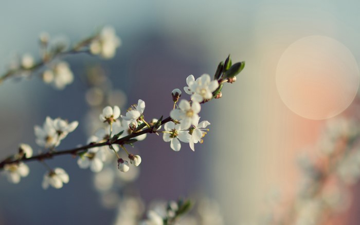 Close-up of flowering tree branches