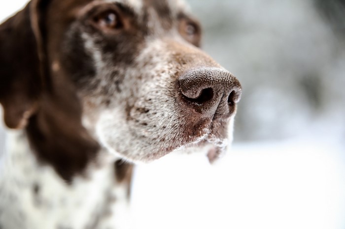 Close-up of a German Shorthaired Pointer's snout